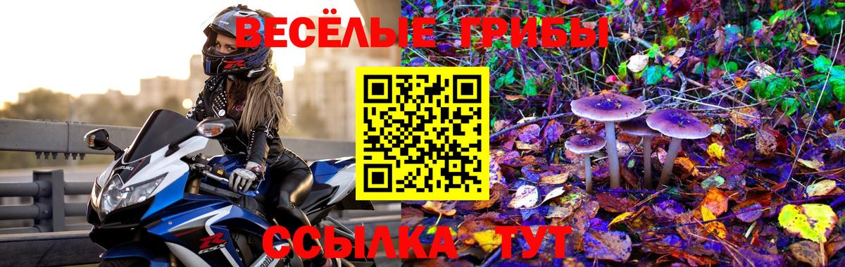 магазин продажи наркотиков  Псилоцибиновые грибы GOLDEN TEACHER  Вход с VPN  Петрозаводск 